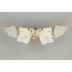 /filer/webapps/moths/media/images/M/magnifica_Amerila_HT_BMNH.jpg
