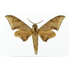 /filer/webapps/moths/media/images/R/retusus_Polyptychus_AM_Basquin_01.jpg