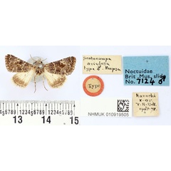 /filer/webapps/moths/media/images/A/ariefera_Acrobyla_LT_BMNH.jpg