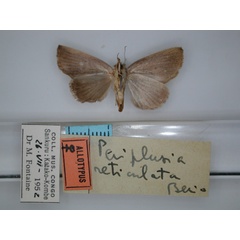 /filer/webapps/moths/media/images/R/reticulata_Periplsia_AT_RMCA_02.jpg