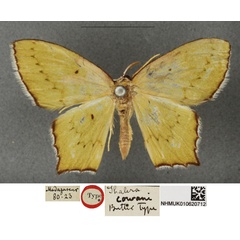 /filer/webapps/moths/media/images/C/cowani_Thalera_HT_BMNHa.jpg