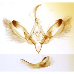 /filer/webapps/moths/media/images/M/malagassa_Procrateria_GMHT_MNHN_3520.jpg