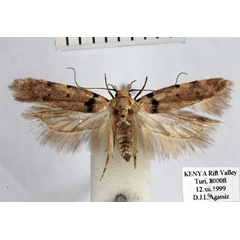 /filer/webapps/moths/media/images/S/sarcochroma_Teleiopsis_AM_BMNH.jpg