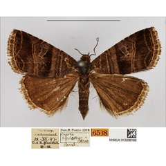 /filer/webapps/moths/media/images/A/africana_Ozarba_PTM_NHMUK.jpg
