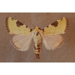 /filer/webapps/moths/media/images/F/flavirufa_Calamia_A_Butler.jpg