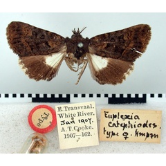 /filer/webapps/moths/media/images/C/catephiodes_Euplexia_HT_BMNH.jpg