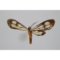 /filer/webapps/moths/media/images/A/africana_Eressa_HT_BMNH.jpg