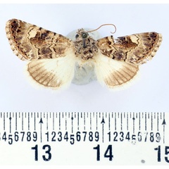 /filer/webapps/moths/media/images/G/gloriosa_Acrobyla_AF_BMNH.jpg
