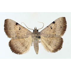 /filer/webapps/moths/media/images/S/stuhlmanni_Plecoptera_AM_TMSA_01.jpg