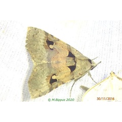 /filer/webapps/moths/media/images/S/saalmulleri_Athyrma_A_Bippus_02.jpg
