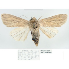 /filer/webapps/moths/media/images/Z/zeae_Leucania_AF_BMNH.jpg