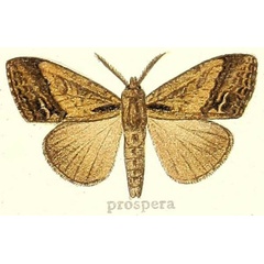 /filer/webapps/moths/media/images/P/prospera_Dasychira_STM_Hering_24i.jpg