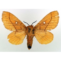 /filer/webapps/moths/media/images/S/serratilinea_Napta_AF_Basquin.jpg