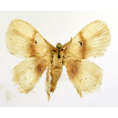 /filer/webapps/moths/media/images/R/roseofasciata_Chrysectropa_AM_Basquin_02.jpg