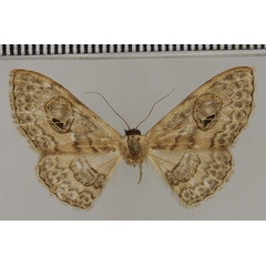 /filer/webapps/moths/media/images/S/sihvoneni_Problepsis_HT_ZSM.jpg