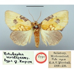 /filer/webapps/moths/media/images/V/viridescens_Ectolopha_HT_BMNH.jpg