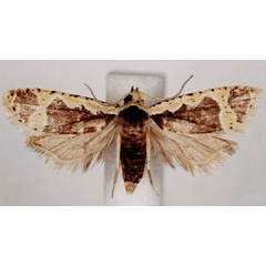 /filer/webapps/moths/media/images/F/flavicostana_Panegyra_AF_BMNH.jpg