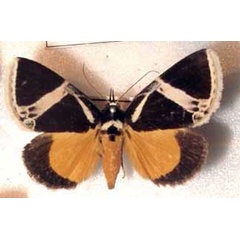 /filer/webapps/moths/media/images/M/maltzanae_Fodina_A_Basquin.jpg