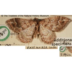 /filer/webapps/moths/media/images/E/explanata_Larentia_STM_BMNH.jpg