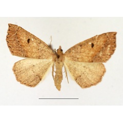 /filer/webapps/moths/media/images/P/punctata_Pareclipsis_AF_TMSA.jpg