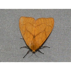 /filer/webapps/moths/media/images/A/aurantiaca_Monstruncusarctia_A_Goff_02.jpg