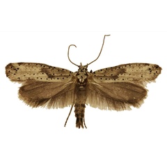 /filer/webapps/moths/media/images/C/capensis_Yponomeuta_PT_Agassiz.jpg