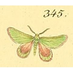 /filer/webapps/moths/media/images/R/ruficiliaria_Eucrostes_HT_HS_84_345.jpg