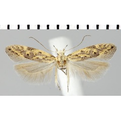 /filer/webapps/moths/media/images/F/fastidiosa_Parapsectris_AF_ZMHB.jpg