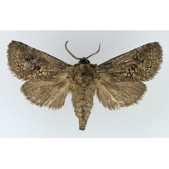 /filer/webapps/moths/media/images/F/fuscoalaria_Lichtensteiniana_AF_TMSA.jpg