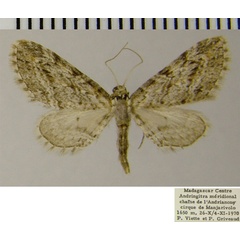 /filer/webapps/moths/media/images/V/vesiculata_Eupithecia_AF_ZSM.jpg