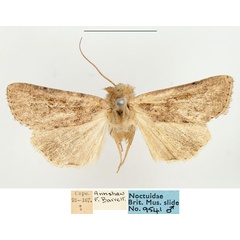/filer/webapps/moths/media/images/P/phaeochroa_Mythimna_AM_BMNH.jpg