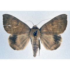 /filer/webapps/moths/media/images/F/faber_Achaea_A_NHMO.jpg