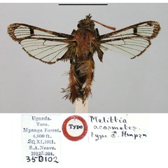 /filer/webapps/moths/media/images/A/acosmetes_Melittia_HT_BMNH.jpg
