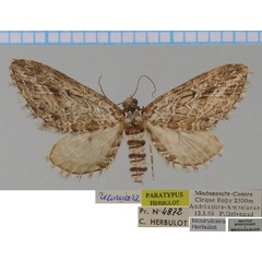 /filer/webapps/moths/media/images/B/bicurvicera_Eupithecia_PTF_ZSM_02.jpg