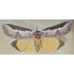 /filer/webapps/moths/media/images/M/malgassica_Eligma_A_PZBT.jpg