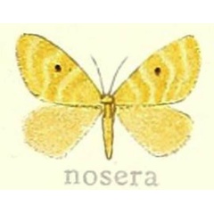 /filer/webapps/moths/media/images/N/nosera_Leptaroa_HT_Hering_22f.jpg
