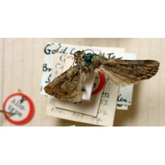 /filer/webapps/moths/media/images/B/basilinea_Manga_AT_BMNH.jpg