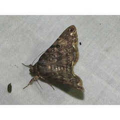 /filer/webapps/moths/media/images/I/incidens_Bareia_A_Goff.jpg