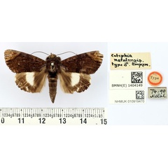 /filer/webapps/moths/media/images/N/natalensis_Catephia_HT_BMNH.jpg