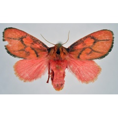 /filer/webapps/moths/media/images/L/lateritia_Micraphe_AF_NHMO.jpg