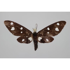 /filer/webapps/moths/media/images/N/nigra_Melanonaclia_PT_BMNH.jpg