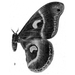 /filer/webapps/moths/media/images/A/aequatorialis_Drepanoptera_AT_Testout_1936_2-2.jpg