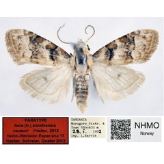 /filer/webapps/moths/media/images/V/vansoni_Nola_PT_NHMO_04.jpg