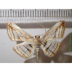 /filer/webapps/moths/media/images/T/translucida_Rhodoneura_A_Bippus.jpg