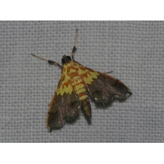 /filer/webapps/moths/media/images/C/citrina_Agrotera_A_Jorpeland.jpg
