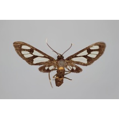 /filer/webapps/moths/media/images/L/lagosensis_Amata_ST_BMNH.jpg