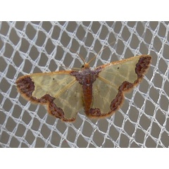 /filer/webapps/moths/media/images/N/nasuta_Zamarada_A_Goff_02.jpg