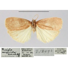 /filer/webapps/moths/media/images/S/sorghicolor_Pusiola_AM_BMNH.jpg