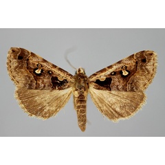 /filer/webapps/moths/media/images/G/glyptalis_Tephrialia_A_BMNH.jpg