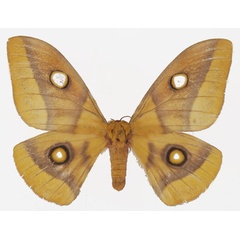 /filer/webapps/moths/media/images/M/macrops_Gonimbrasia_AF_Basquin.jpg